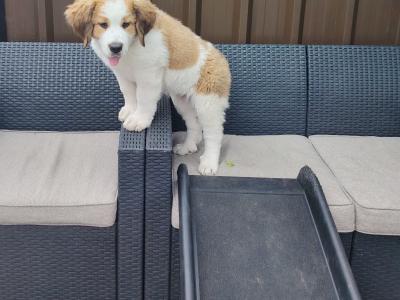 Bernese Mountain Dog x St Bernard puppy in Cork