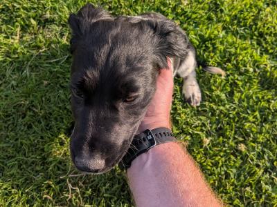 Female Springer Spaniel puppy in Dublin