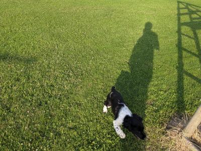 Female Springer Spaniel puppy in Dublin