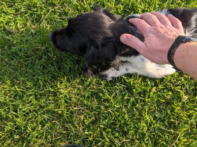 Female Springer Spaniel puppy in Dublin
