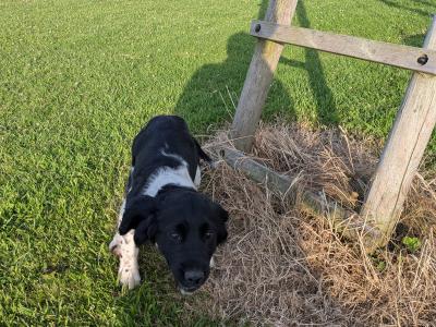 Female Springer Spaniel puppy in Dublin