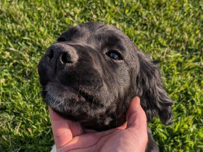 Female Springer Spaniel puppy in Dublin