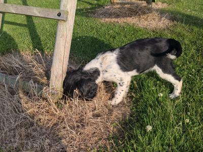 Female Springer Spaniel puppy in Dublin