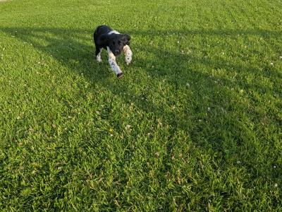 Female Springer Spaniel puppy in Dublin