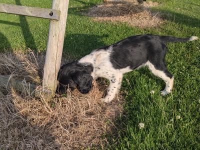 Female Springer Spaniel puppy in Dublin