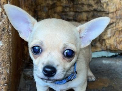 Female Chichuahua puppy for sale in Monaghan Very friendly wee girl.