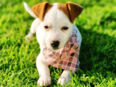 Jack Russell. ONE FEMALE.  Wexford