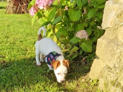 Jack Russell. ONE FEMALE, ONE MALE, Wexford