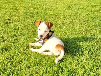 Jack Russell. ONE FEMALE, ONE MALE, Wexford