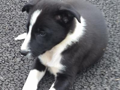 Border Collie (Sheep Working Dog) pups in Donegal