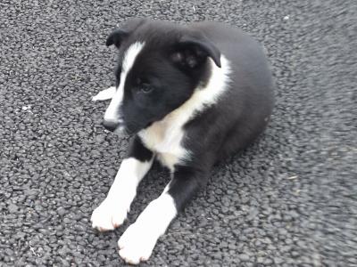 Border Collie (Sheep Working Dog) puppies in Donegal