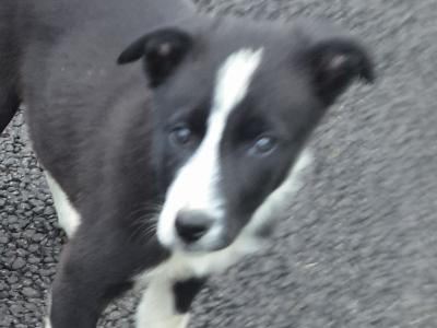 Border Collie (Sheep Working Dog) pups in Donegal