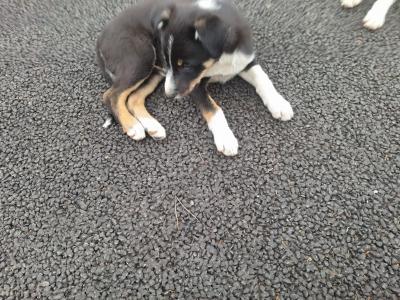 Border Collie (Sheep Working Dog) pups in Donegal