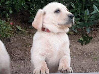 Beautiful Labrador Retriever puppies in Wexford