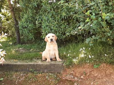 Beautiful Labrador Retriever puppies in Wexford
