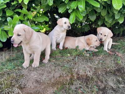 Beautiful Labrador Retriever puppies in Wexford