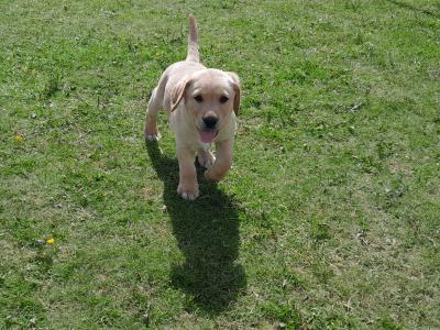 Beautiful Labrador Retriever puppies in Wexford