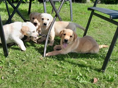 Beautiful Labrador Retriever puppies in Wexford