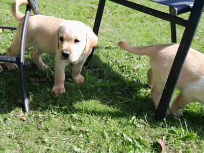 Beautiful Labrador Retriever puppies in Wexford