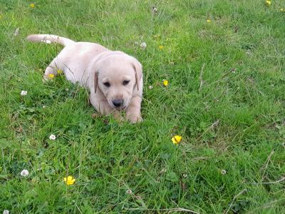 Beautiful Labrador Retriever puppies in Wexford