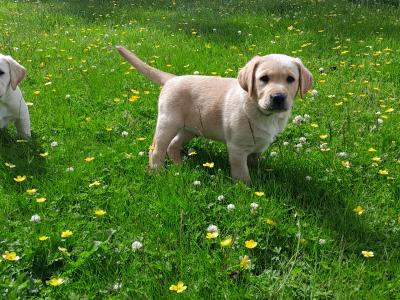 Beautiful Labrador Retriever puppies in Wexford