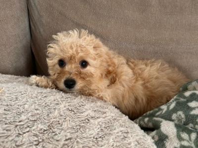 Miniature Maltipoo puppies for sale in Carlow