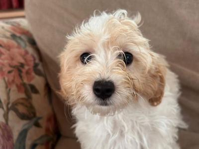 Miniature Maltipoo puppies for sale in Carlow