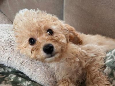 Miniature Maltipoo puppies for sale in Carlow