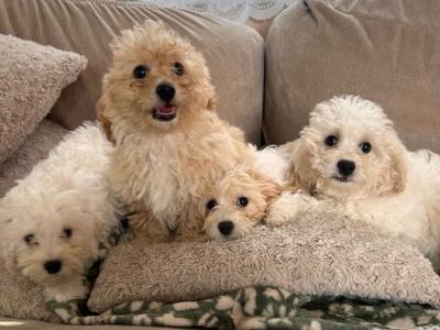 Miniature Maltipoo puppies for sale in Carlow