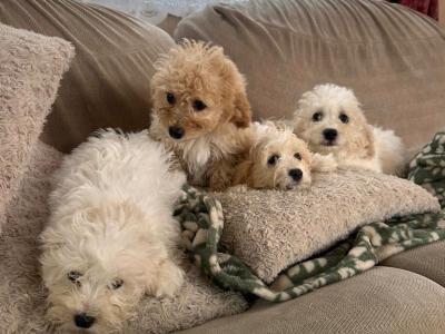 Miniature Maltipoo puppies for sale in Carlow