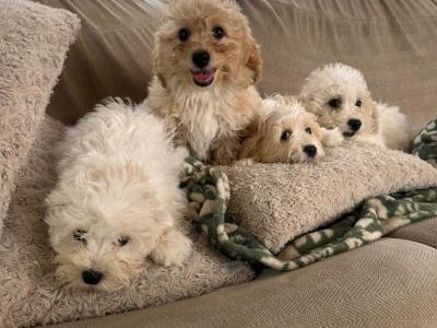 Miniature Maltipoo puppies for sale in Carlow