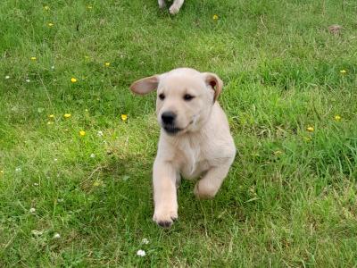 Beautiful Labrador Retriever puppies in Wexford