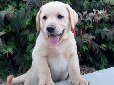 Beautiful Labrador Retriever puppies in Wexford