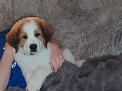 Bernese Mountain Dog x St Bernard puppy in Cork