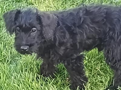 Schnoodle puppies in Kilkenny