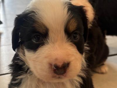 Bernese Mountain Dog puppies for sale in Cork