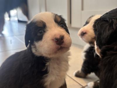 Bernese Mountain Dog puppies for sale in Cork