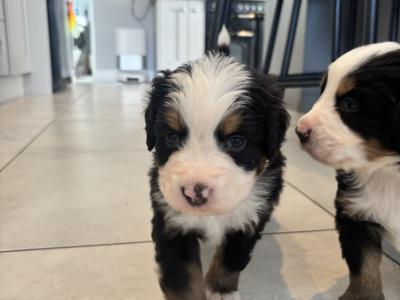 Bernese Mountain Dog puppies for sale in Cork