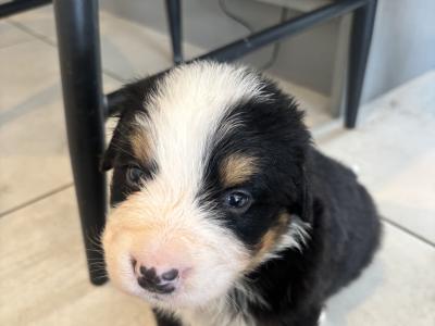 Bernese Mountain Dog puppies for sale in Cork