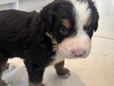 Bernese Mountain Dog puppies for sale in Cork