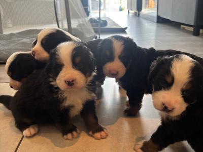 Bernese Mountain Dog puppies for sale in Cork