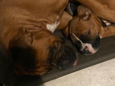 IKC Registered (pending) Premium Chunky Boxer puppies in Cork