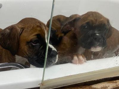IKC Registered (pending) Premium Chunky Boxer puppies in Cork