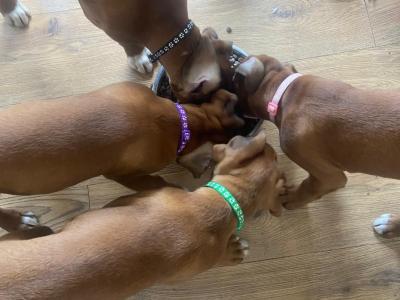 IKC Registered (pending) Premium Chunky Boxer puppies in Cork