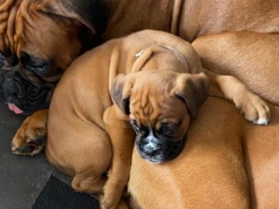 IKC Registered (pending) Premium Chunky Boxer puppies in Cork
