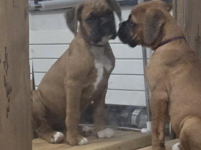 IKC Registered (pending) Premium Chunky Boxer puppies in Cork