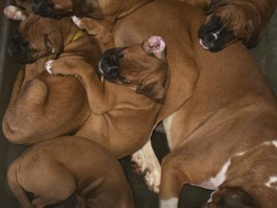 IKC Registered (pending) Premium Chunky Boxer puppies in Cork