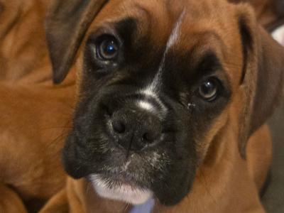 IKC Registered (pending) Premium Chunky Boxer puppies in Cork