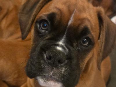 IKC Registered (pending) Premium Chunky Boxer puppies in Cork