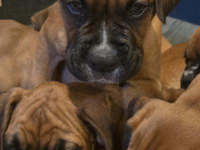 IKC Registered (pending) Premium Chunky Boxer puppies in Cork